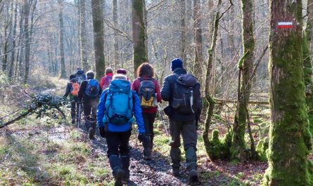 marcheurs dans un bois