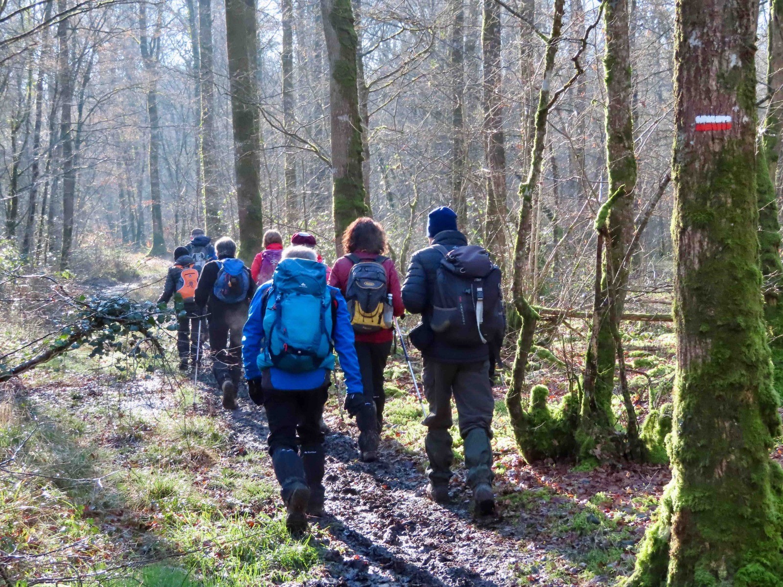 marcheurs dans un bois